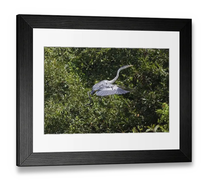 Framed Print : WHITE-NECKED HERON (ardea cocoi)