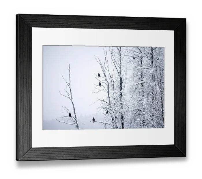 Framed Print : Bald Eagle (haliaeetus leucocephalus) Framed Print : Bald Eagle (haliaeetus leucocephalus)