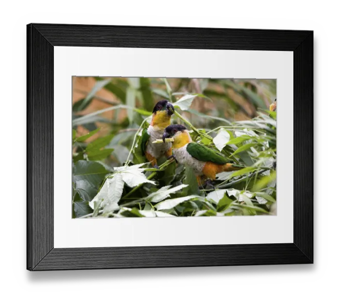 Framed Print : Black-Headed Parrot (pionites melanocephala)