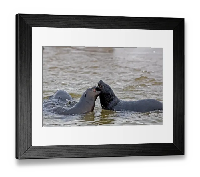 Framed Print : South African Fur Seal (arctocephalus pusillus)