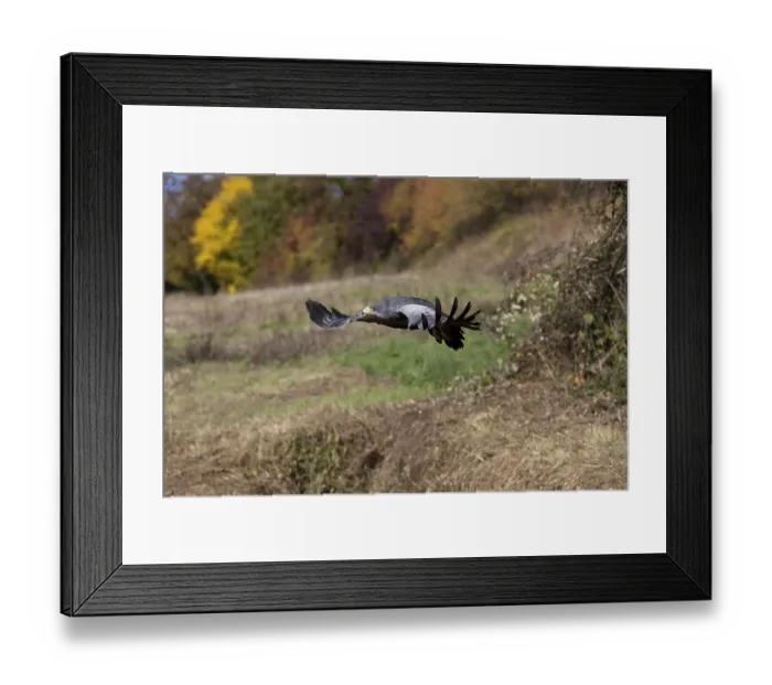 Framed Print : Black-Chested Buzzard-Eagle (geranoaetus melanoleucus) Framed Print : Black-Chested Buzzard-Eagle (geranoaetus melanoleucus)