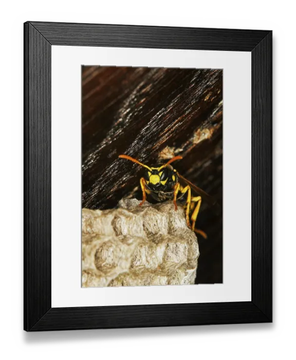 Framed Print : Common Wasp (vespula vulgaris)