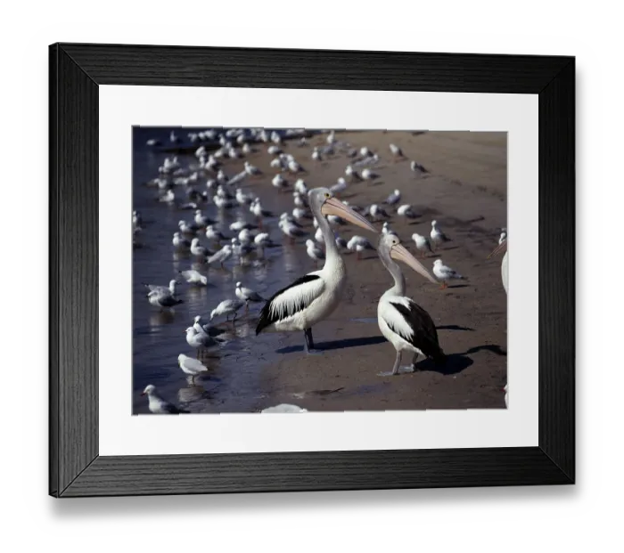 Framed Print : Australian Pelicans (Pelecanus conspicillatus)