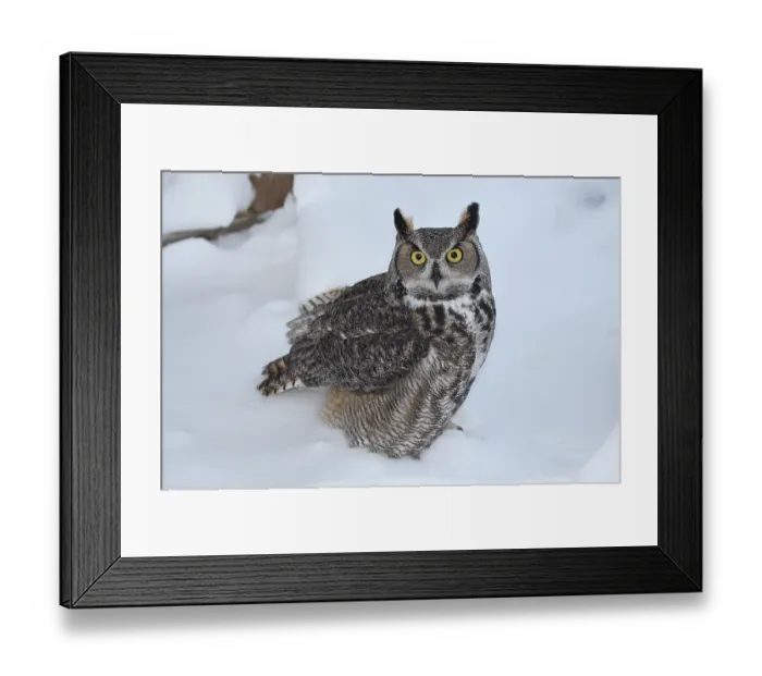 Framed Print : American Great horned owl (Bubo virginianus) Framed Print : American Great horned owl (Bubo virginianus)