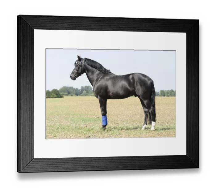 Framed Print : Connemara pony, stallion, black, standing