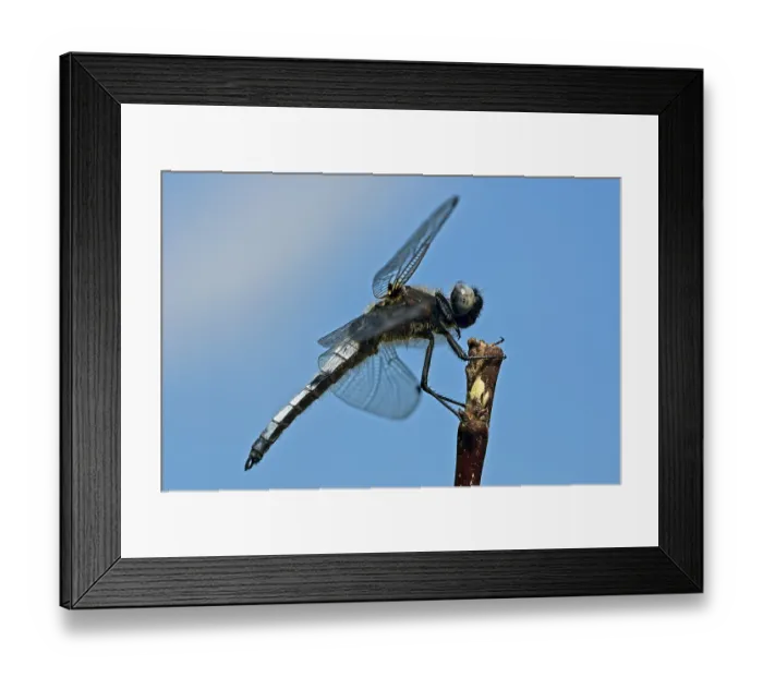 Framed Print : Black-tailed skimmer (Orthetrum cancellatum) Framed Print : Black-tailed skimmer (Orthetrum cancellatum)