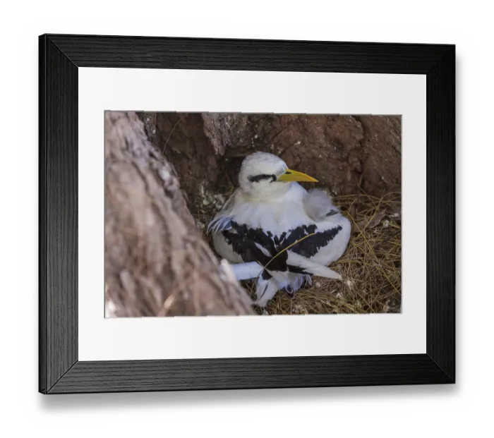 Framed Print : White-tailed tropicbird (Phaethon lepturus) Framed Print : White-tailed tropicbird (Phaethon lepturus)