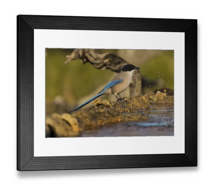 Framed Print : Blue Magpie (Cyanopica cyanus), Spain