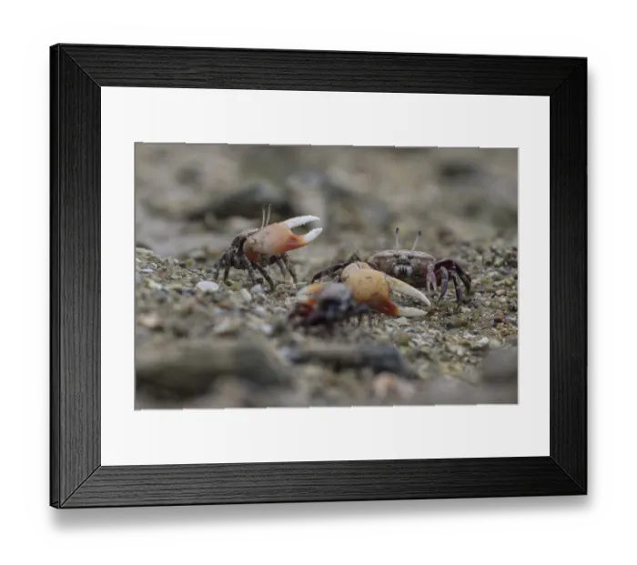 Framed Print : Fiddler crab (Uca chlorophthalmus)