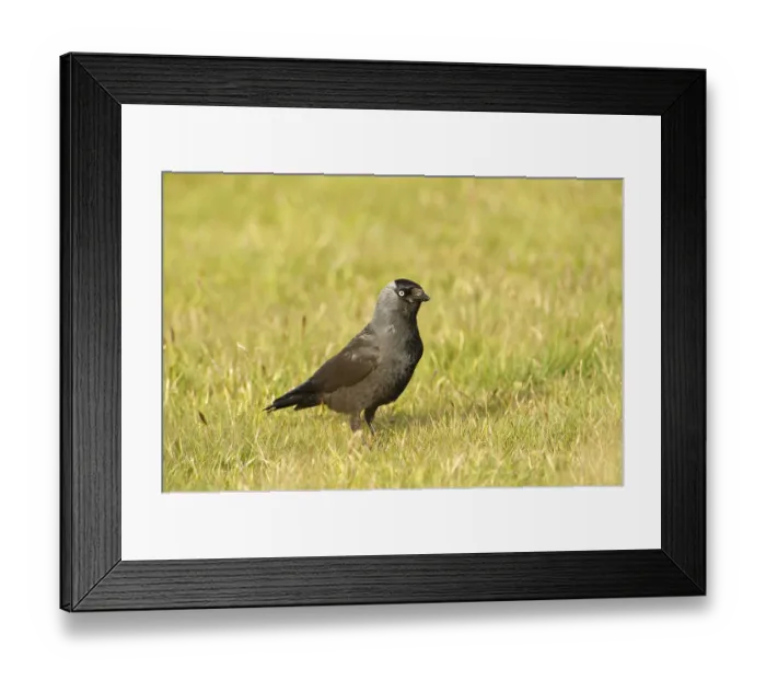 Framed Print : Jackdaw (Corvus monedula) Framed Print : Jackdaw (Corvus monedula)
