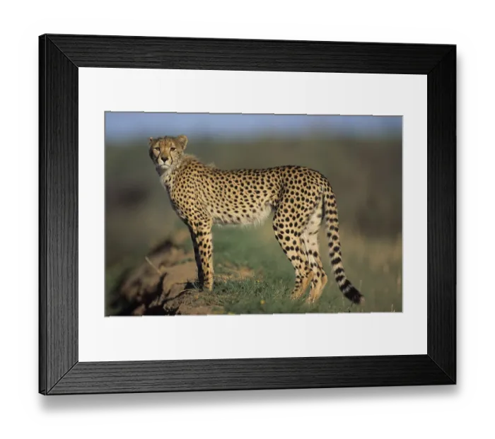 Framed Print : Cheetah (Acinonyx jubatus), Kgalagadi Transfrontier Park Framed Print : Cheetah (Acinonyx jubatus), Kgalagadi Transfrontier Park