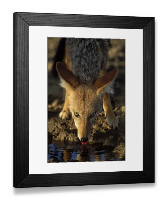 Framed Print : Blackbacked Jackal (Canis mesomelas) Framed Print : Blackbacked Jackal (Canis mesomelas)