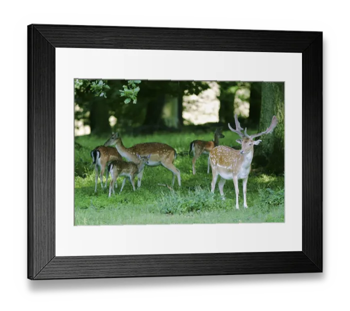 Framed Print : Fallow deer with herd, captive Framed Print : Fallow deer with herd, captive