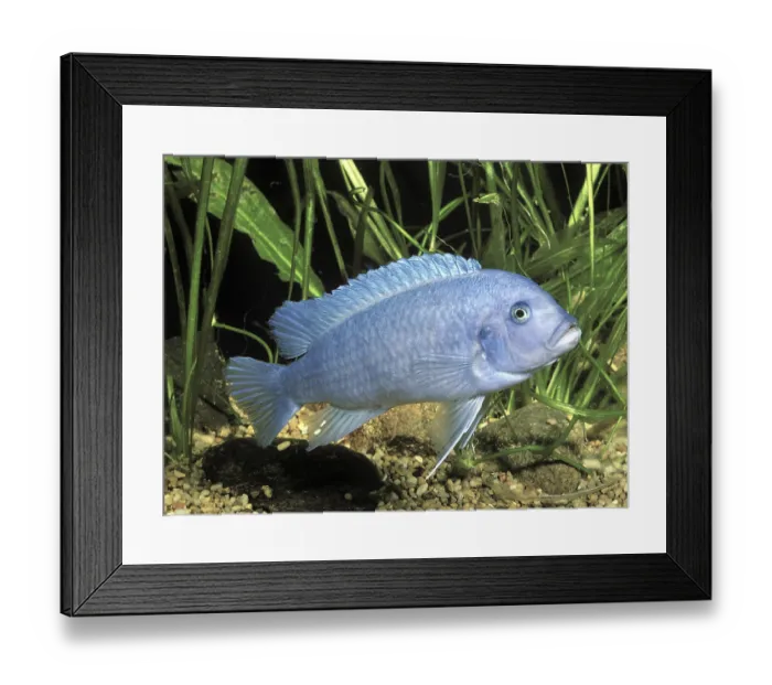 Framed Print : Cobalt Blue Zebra Fish (Pseudotropheus zebra)