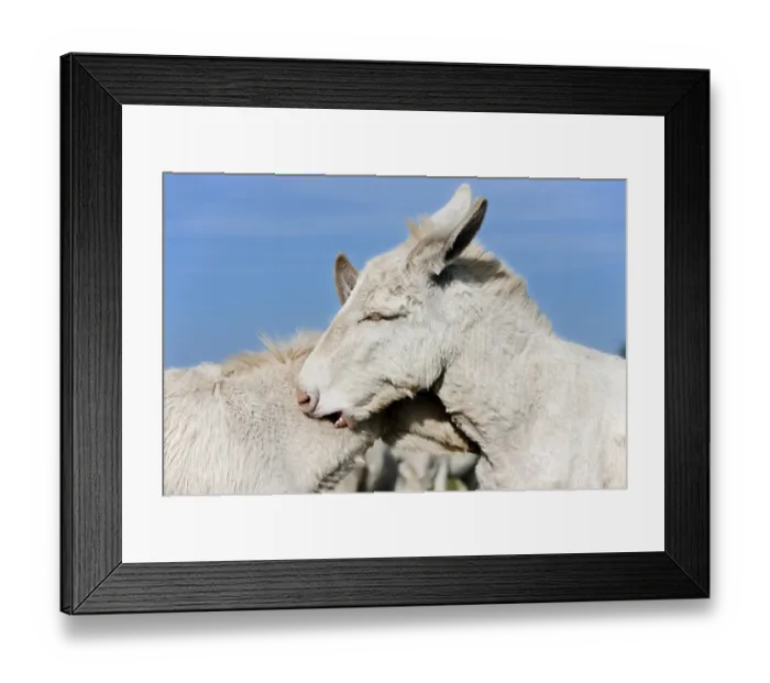 Framed Print : White donkeys grooming each other Framed Print : White donkeys grooming each other