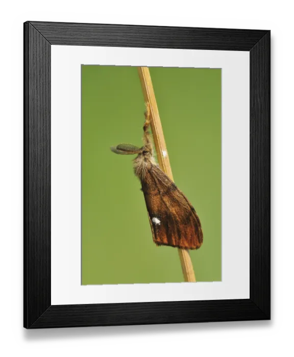 Framed Print : Rusty Tussock Moth or Vapourer (Orgyia antiqua)