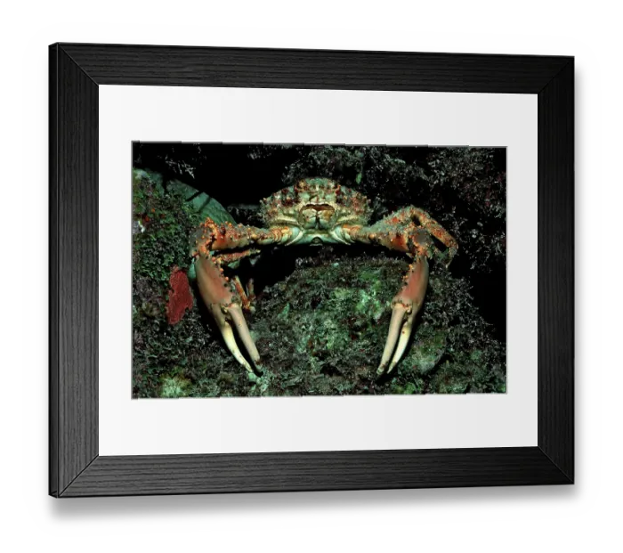 Framed Print : Channel Clinging Crab (Mithrax spinosissimus)