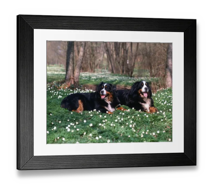 Framed Print : Bernese Mountain Dogs, Bernese Mountain Dogs