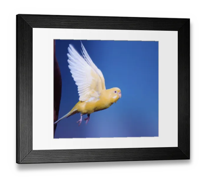 Framed Print : Budgerigar, female, budgerigar (Melopsittacus undulatus)