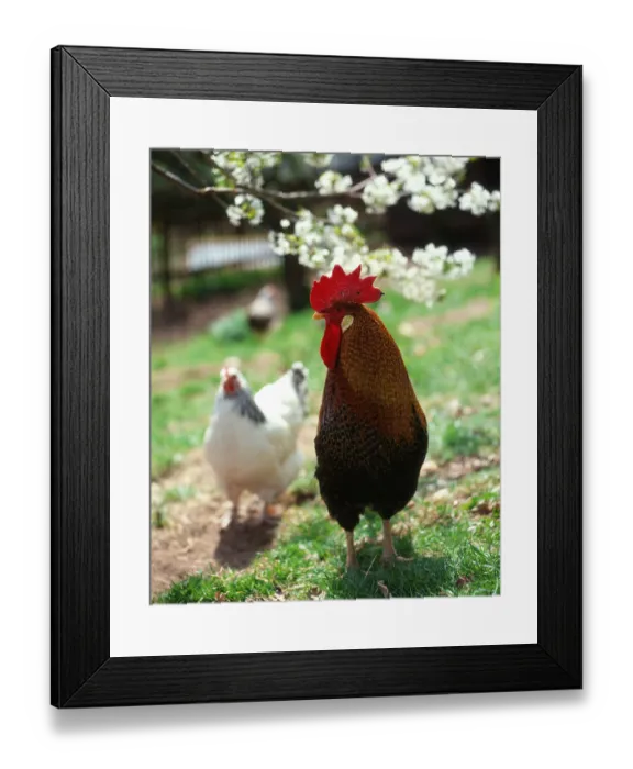 Framed Print : Domestic, free range, cock Framed Print : Domestic, free range, cock