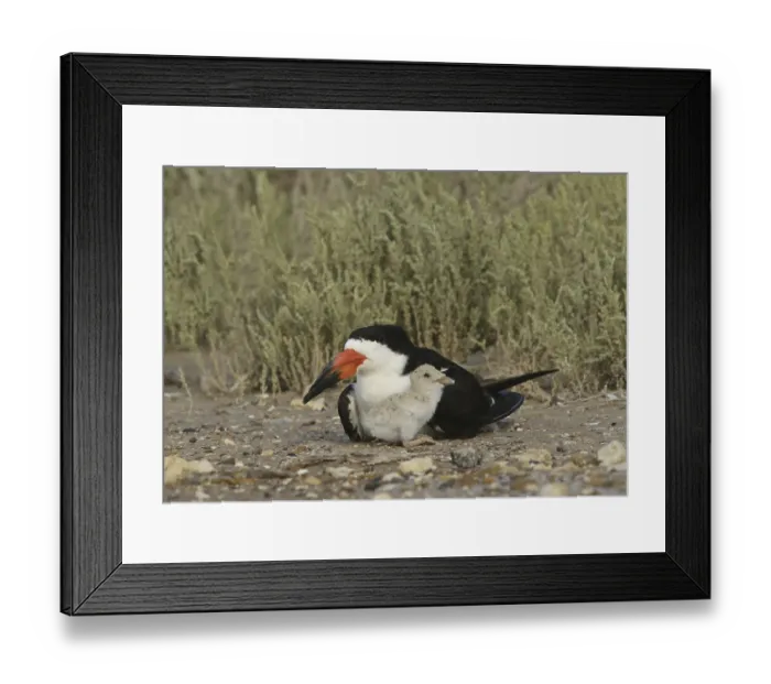 Framed Print : Black skimmer (Rynchops niger) Framed Print : Black skimmer (Rynchops niger)