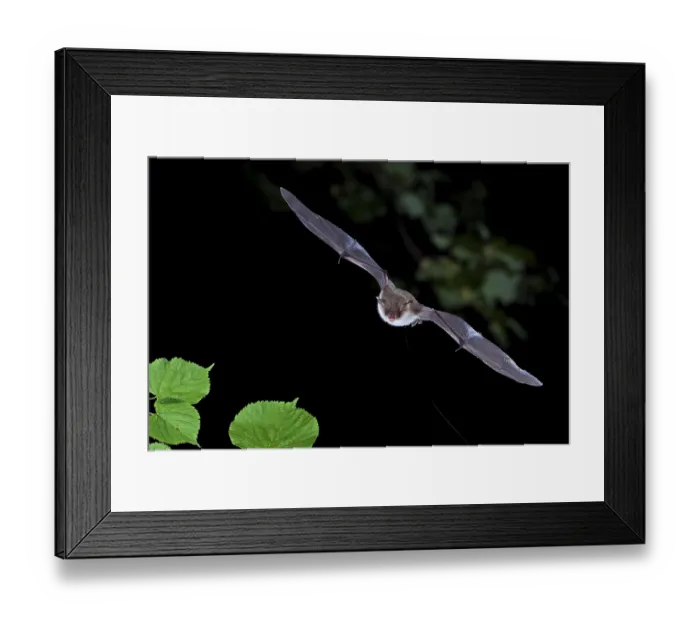 Framed Print : Natterer's bat (Myotis nattereri) in flight Framed Print : Natterer's bat (Myotis nattereri) in flight