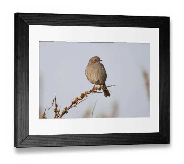 Framed Print : Dunnock, Hedge Accentor, Hedge Sparrow or Hedge Warbler (Prunella modularis)