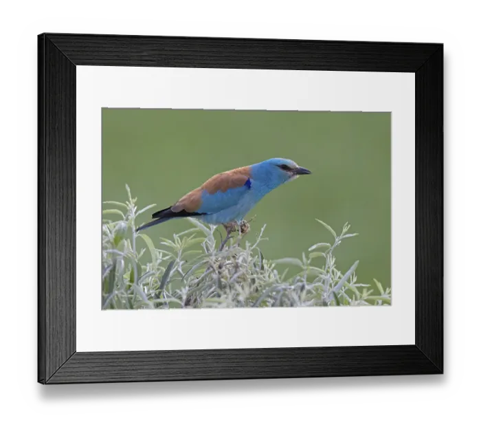 Framed Print : European Roller (Coracias garrulus) Framed Print : European Roller (Coracias garrulus)