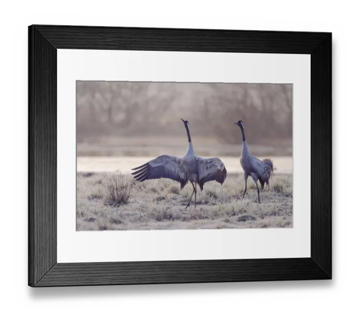 Framed Print : Common cranes (Grus grus) Vastergotland Framed Print : Common cranes (Grus grus) Vastergotland