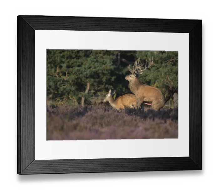 Framed Print : Red deer (Cervus elaphus) Hoge Veluwe National Park