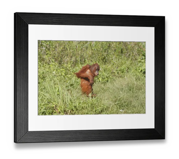 Framed Print : Bornean Orangutan (Pongo pygmaeus)