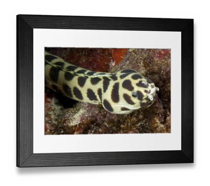 Framed Print : Spotted Snake Eel (Myrichthys maculosus)