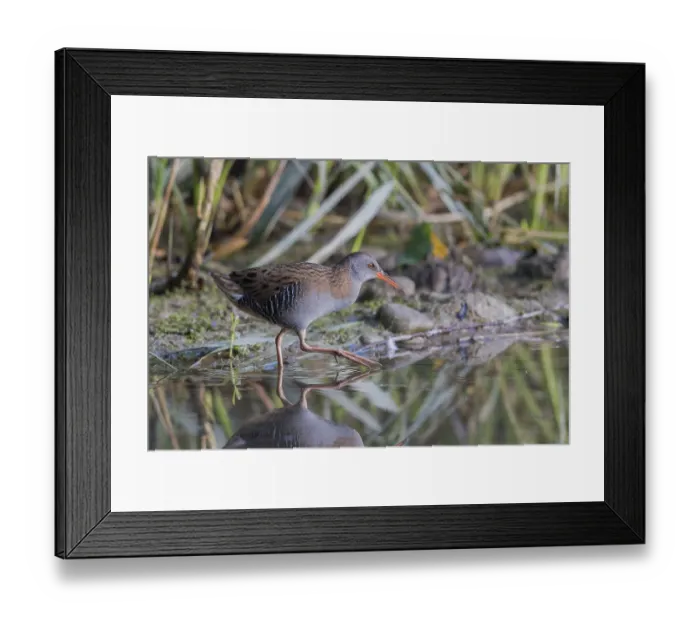 Framed Print : Water Rail (Rallus aquaticus) Water Rail Framed Print : Water Rail (Rallus aquaticus) Water Rail