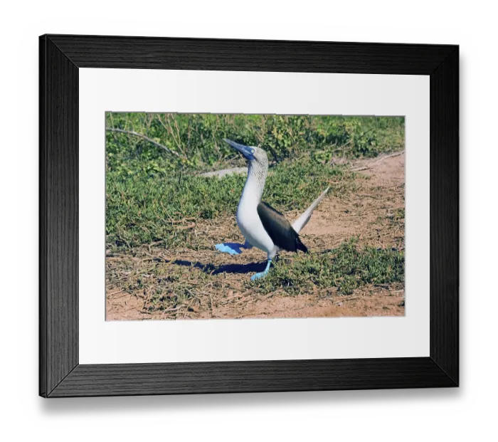 Framed Print : Blue-footed Booby (Sula nebouxii)