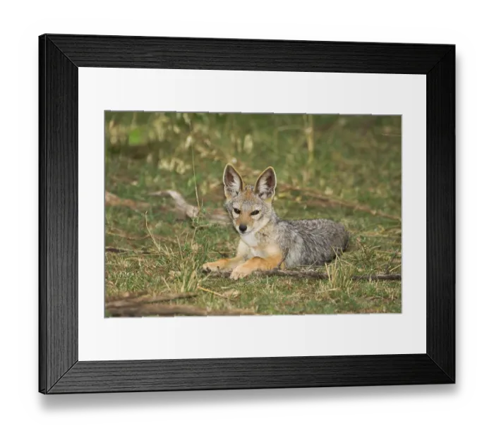 Framed Print : Black-backed jackal (Canis mesomelas) Framed Print : Black-backed jackal (Canis mesomelas)