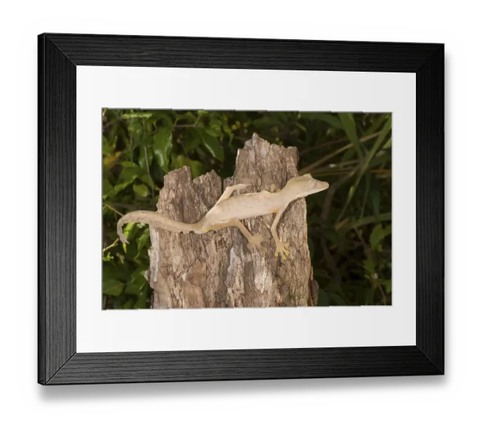 Framed Print : Lined lined leaf-tailed gecko (Uroplatus lineatus) Framed Print : Lined lined leaf-tailed gecko (Uroplatus lineatus)