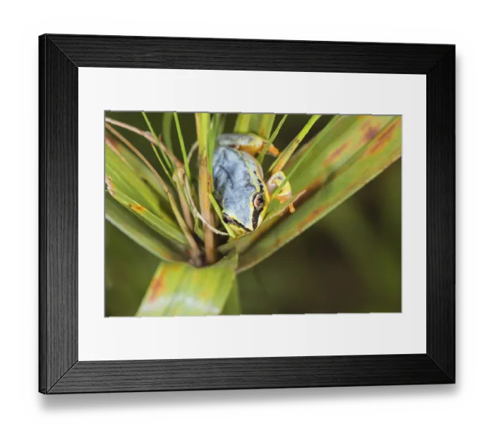 Framed Print : Blue-back reed frog (Heterixalus madagascariensis)