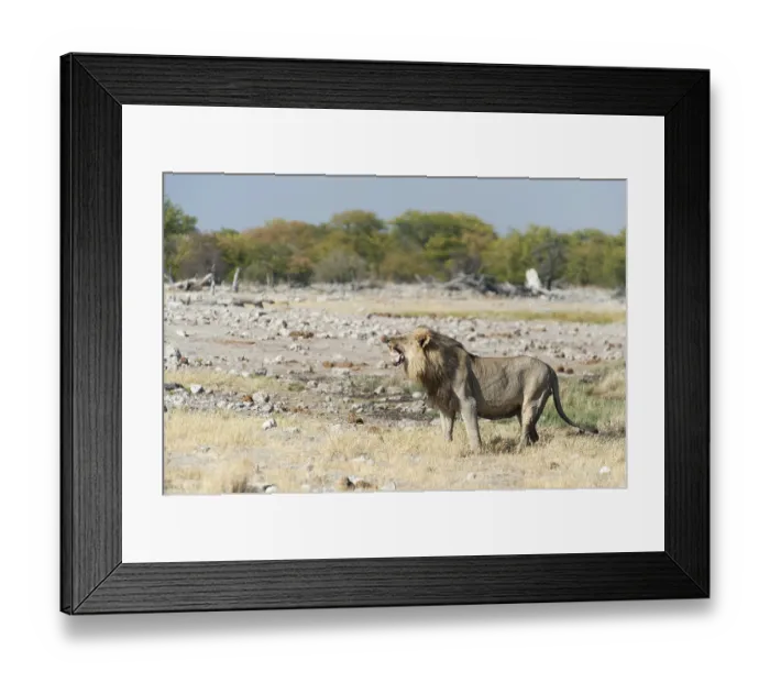 Framed Print : Lion (Panthera leo) sniffing the air