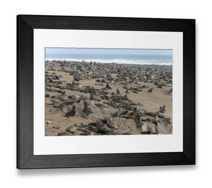 Framed Print : Cape Seal (Arctocephalus pusillus) colony on the beach of Cape Cross Framed Print : Cape Seal (Arctocephalus pusillus) colony on the beach of Cape Cross