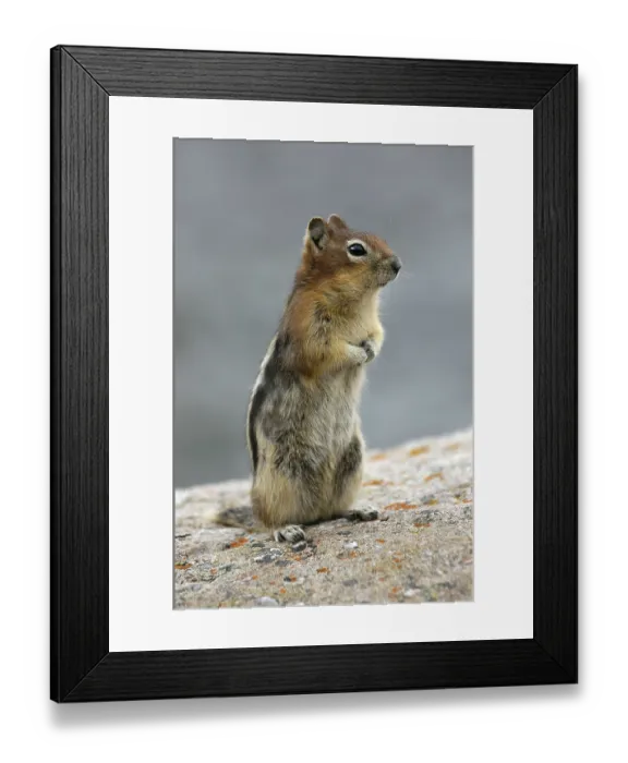 Framed Print : Jasper National Park, Alberta (Citellus lateralis) Framed Print : Jasper National Park, Alberta (Citellus lateralis)