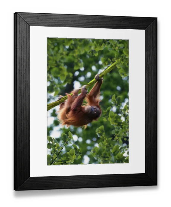 Framed Print : Young Sumatran orangutan (Pongo pygmaeus abelii) Framed Print : Young Sumatran orangutan (Pongo pygmaeus abelii)