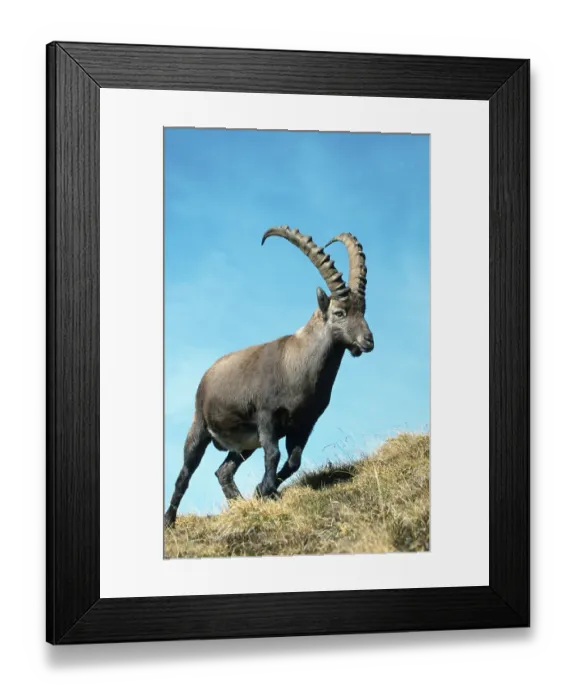 Framed Print : Alpine Ibex (Capra ibex), male