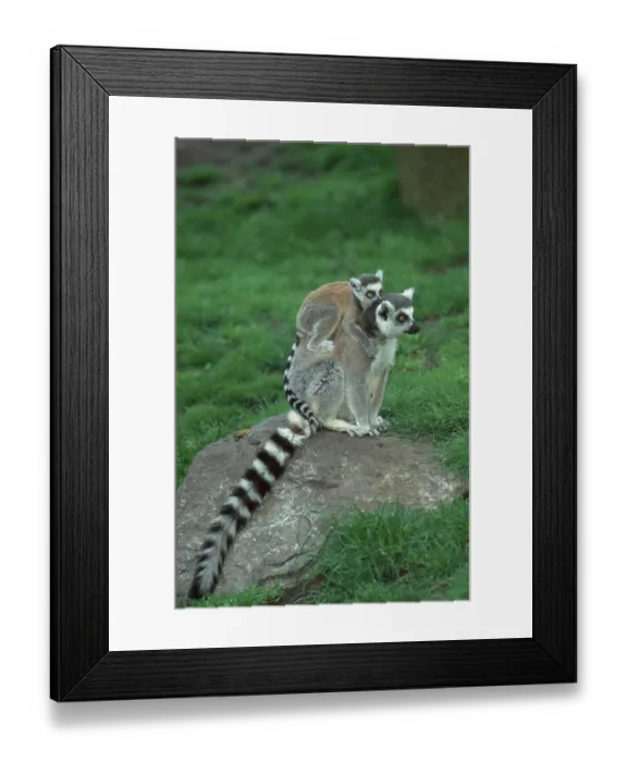 Framed Print : Ring-tailed Lemur (Lemur catta) with young