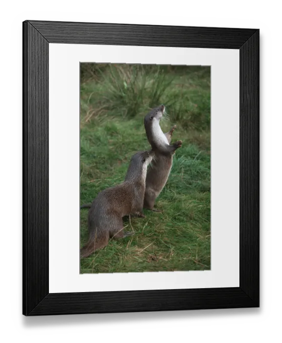 Framed Print : European european otter (Lutra lutra) Framed Print : European european otter (Lutra lutra)