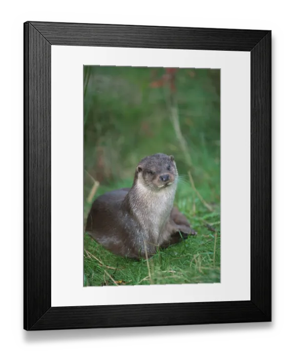Framed Print : European otter (Lutra lutra), river otter