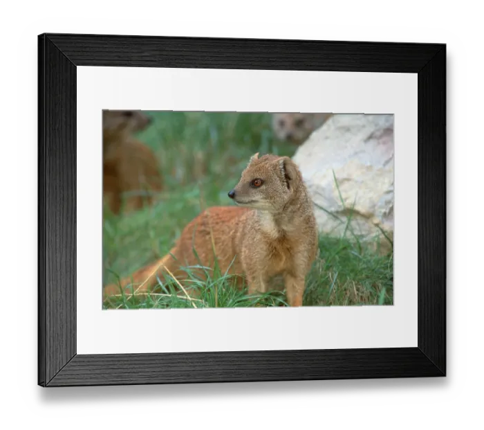 Framed Print : Yellow yellow mongoose (Cynictis penicillata)