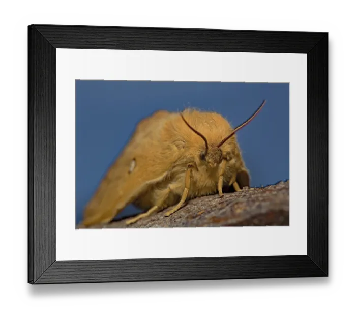 Framed Print : Oak eggar (Lasiocampa quercus), female