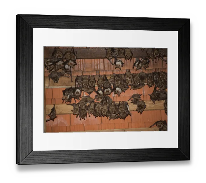Framed Print : Greater mouse-eared bats (Myotis myotis)