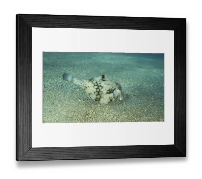 Framed Print : Close-up of Boxfish swims over sandy bottom Framed Print : Close-up of Boxfish swims over sandy bottom