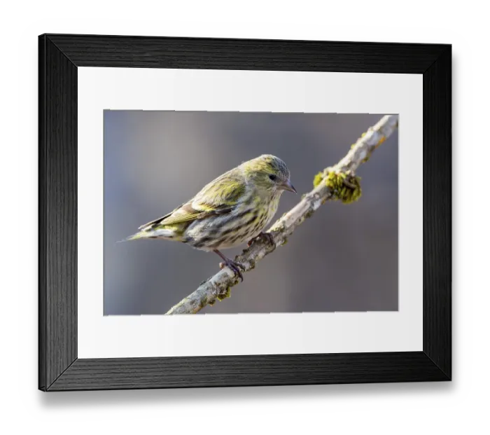 Framed Print : Eurasian siskin (Carduelis spinus)